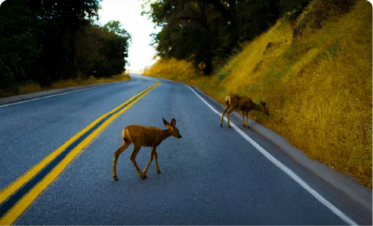 Two deer crossing a forest road, representing a driving hazard.